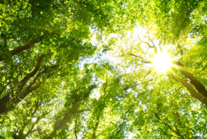 Imagem com copas de árvores.