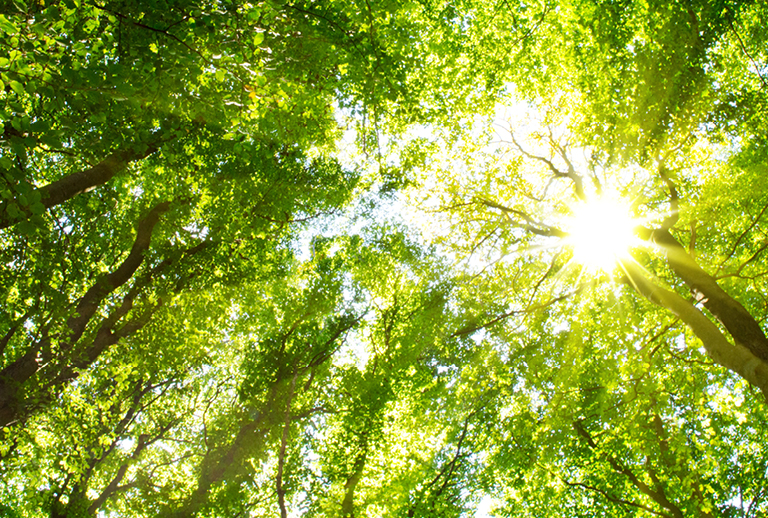 Imagem com copas de árvores.