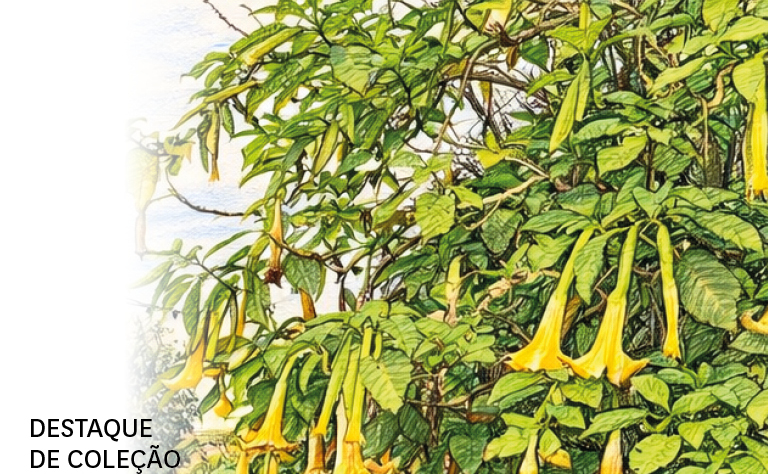 Imagem de uma planta.