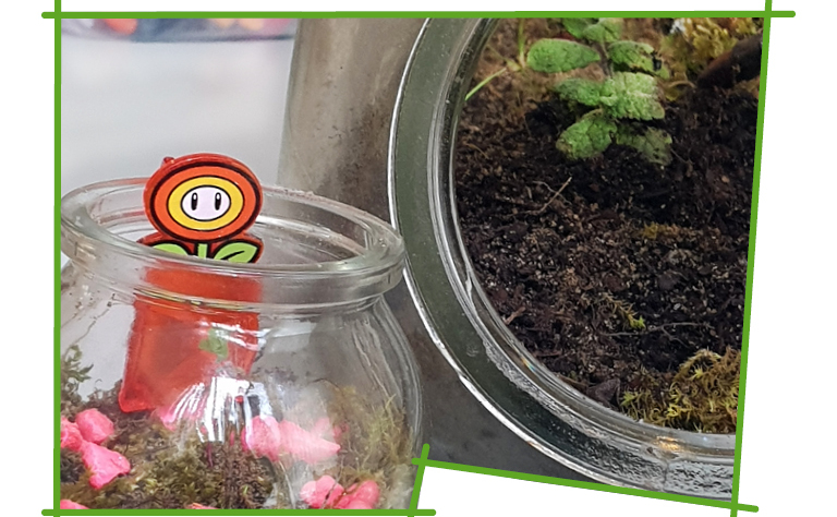 Imagem com um terrário.