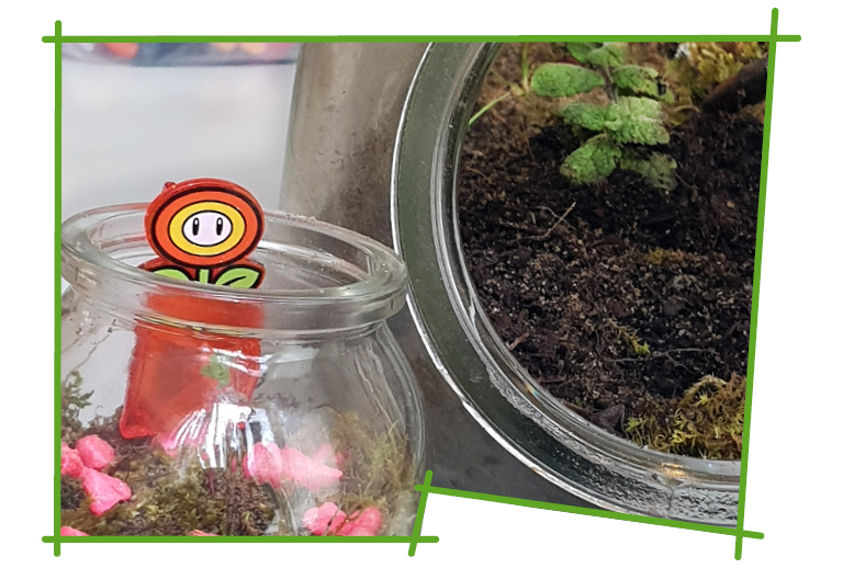 Imagem com um terrário.